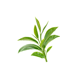 Leaf Decorative