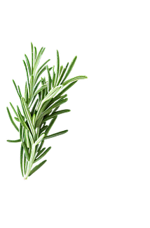 Rosemary Leaf