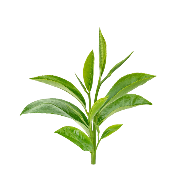Leaf
